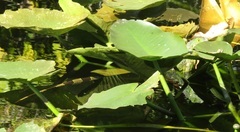 Iguana iguana