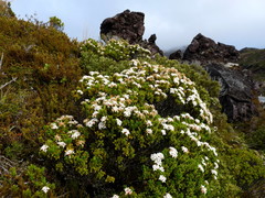 Pimelea buxifolia