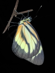 Cunizza hirlanda