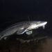 White Sturgeon - Photo (c) Oregon Department of Fish & Wildlife, some rights reserved (CC BY-SA)