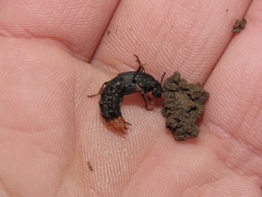 Platydracus mysticus