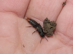 Platydracus mysticus
