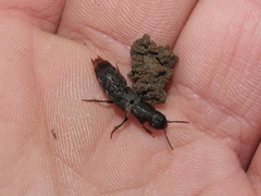 Platydracus mysticus