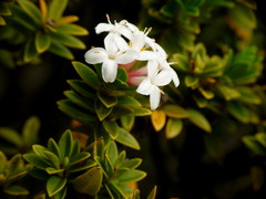 Pimelea buxifolia