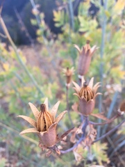 Romneya coulteri