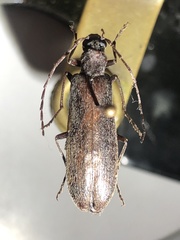 Calopus angustus