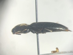 Ampedus luctuosus