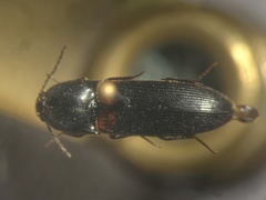 Ampedus semicinctus