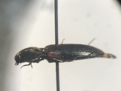 Ampedus semicinctus