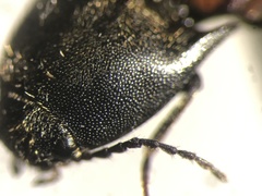 Ampedus semicinctus