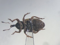 Hypera nigrirostris