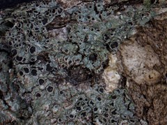 Rinodina ascociscana