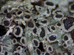 Rinodina ascociscana