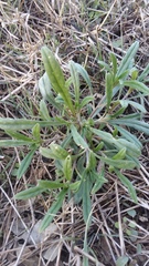 Lithospermum incisum
