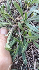 Lithospermum incisum