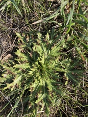 Sanicula arctopoides