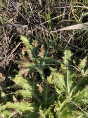 Sanicula arctopoides