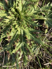 Sanicula arctopoides