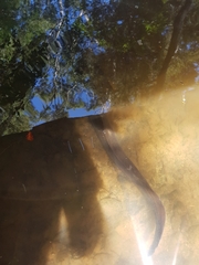 Anguilla dieffenbachii