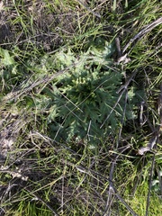 Sanicula arctopoides