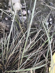 Carex lyngbyei
