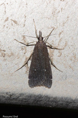 Eudonia oculata