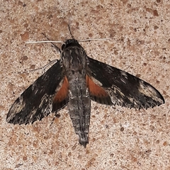 Erinnyis oenotrus
