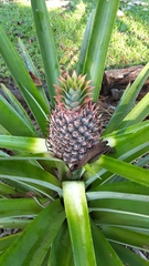 Ananas comosus image