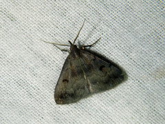 Phalaenostola hanhami