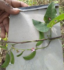 Dipogon lignosus