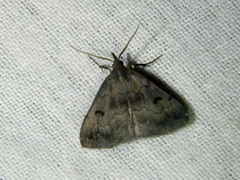 Phalaenostola hanhami