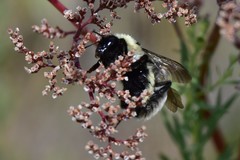 Bombus armeniacus