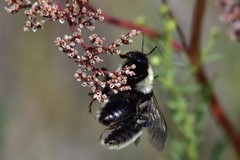 Bombus armeniacus