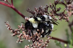 Bombus armeniacus