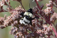 Bombus armeniacus