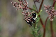 Bombus armeniacus