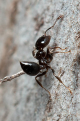 Crematogaster laeviceps