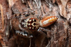 Opisthoncus alborufescens