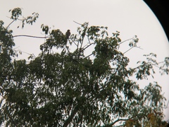 Patagioenas