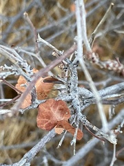 Rhus aromatica simplicifolia