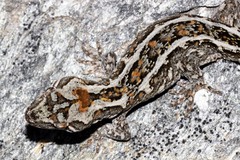Mokopirirakau
