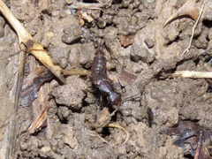 Platydracus cinnamopterus
