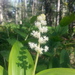 Maianthemum racemosum amplexicaule - Photo (c) Blake Weis, μερικά δικαιώματα διατηρούνται (CC BY-NC), uploaded by Blake Weis