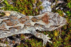 Mokopirirakau