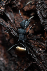 Polyrhachis euterpe