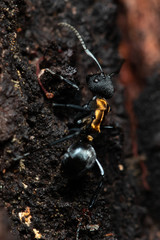 Polyrhachis ornata