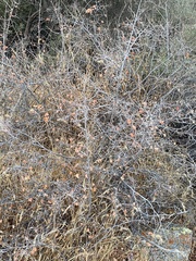 Rhus aromatica simplicifolia