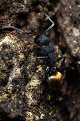 Polyrhachis euterpe