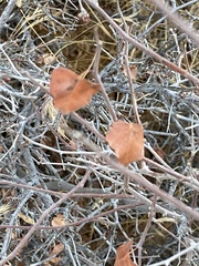 Rhus aromatica simplicifolia