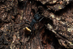 Polyrhachis euterpe